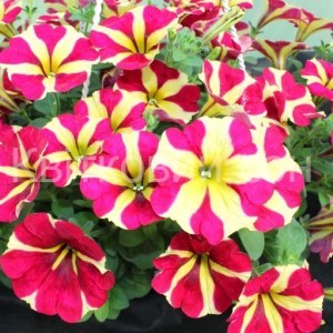 Amore Queen of Hearts_300x300